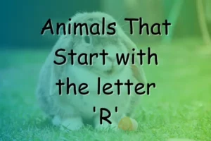 Animals That Start With R