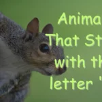 Animals That Start With S (Photos & Interesting Facts)