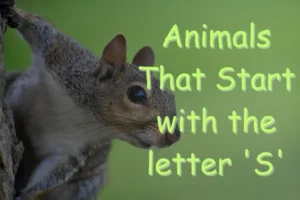 Animals That Start With S