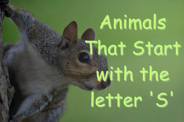animals that start with s
