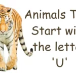 Animals That Start With U (Photos & Interesting Facts)