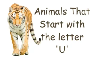 Animals That Start With U