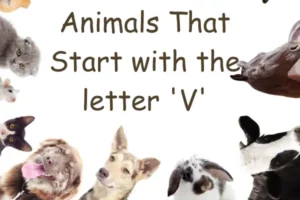 Animals That Start With V