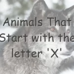 Animals That Start With X (Photos & Interesting Facts)