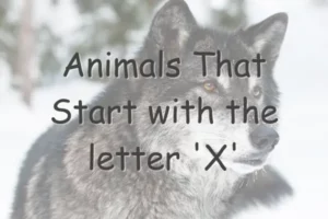 Animals That Start With X