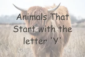 Animals That Start With Y