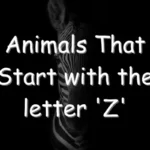 Animals That Start With Z (Photos & Interesting Facts)