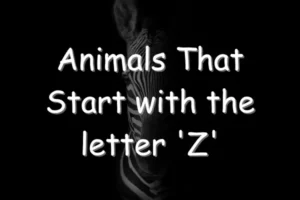 Animals That Start With Z