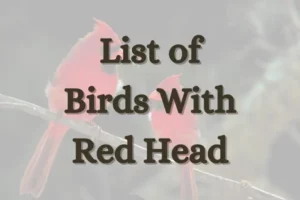 Birds With Red Head