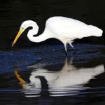 Egret Symbolism & Meaning | Spirit, Totem & Power Animal