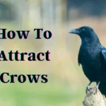 How To Attract Crows: Foolproof Guide To Befriend Them