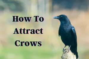 How To Attract Crows: Foolproof Guide To Befriend Them