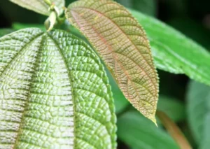 Social Media And Kratom