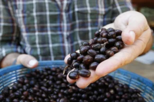 Black Ivory Coffee – Made in Thailand