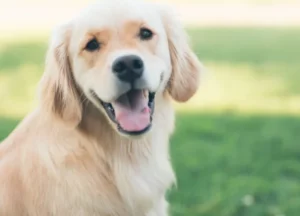 Bravecto Chews For Dogs