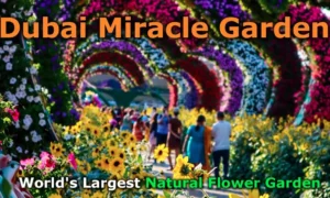 Best Dubai Miracle Garden Tour