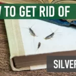 How To Get Rid Of Silverfish