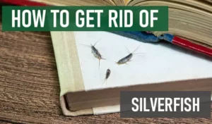 How to Get Rid of Silverfish