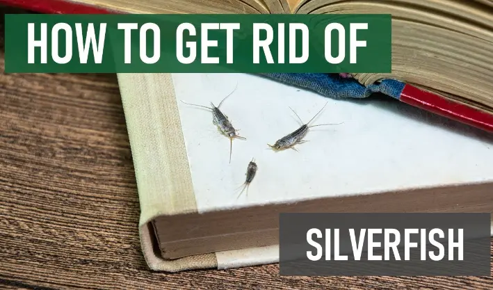 How To Get Rid Of Silverfish   Getting Rid Of Silverfish Insect.webp