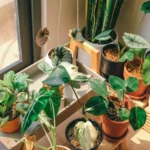 The Bliss of Bringing Nature Indoors