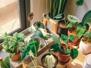 Bliss of Bringing Nature Indoors