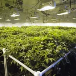 Why Hydroponic Cannabis Growing Is the Future of Indoor Cultivation