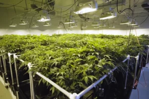 Hydroponic Cannabis Growing