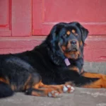 Tibetan Mastiff Breed and Pet Insurance: Ensuring Care for A Fearless and Protective Dog