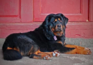 Tibetan Mastiff Information & Insurance
