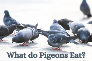 What Do Pigeons Eat