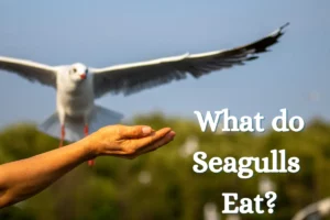 What Do Seagulls Eat