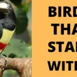 List of Birds That Start With A (Complete List & Facts)