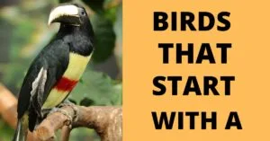 List of Birds That Start With A (Complete List & Facts)