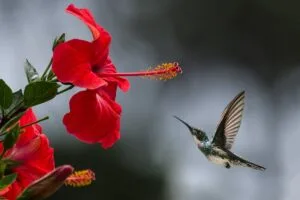 Incredible Birds That Start With V