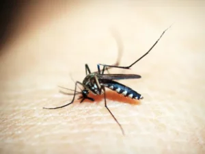 Say Goodbye to Pesky Mosquitoes