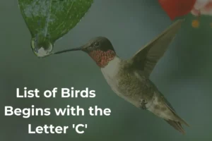 Birds That Start with C