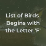 Birds That Start With F