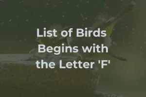 Birds That Start with F