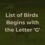 Birds That Start With G