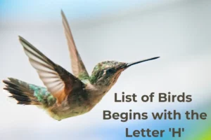 Birds That Start with H