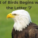 Birds That Start With J