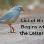 Birds That Start With K