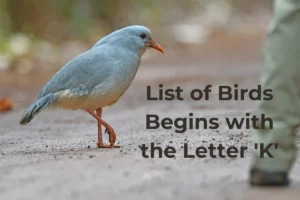 Birds That Start with K