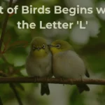 Birds That Start With L