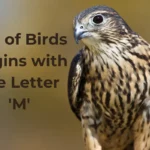 Birds That Start With M