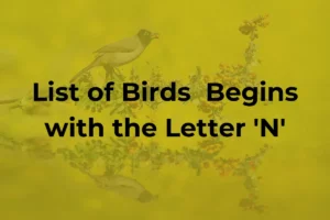 Birds That Start with N