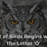 Birds That Start With O