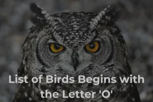 Birds That Start with O