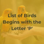 Birds That Start With P