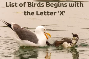 Birds That Start with X